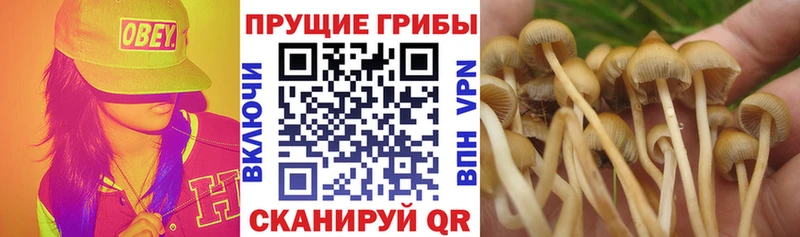 где найти   Муравленко  Псилоцибиновые грибы Magic Shrooms 